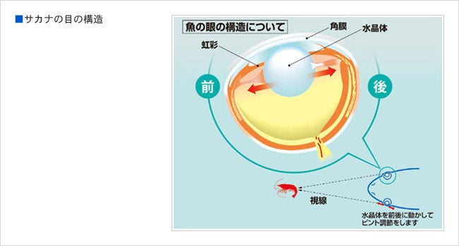 水の中に合わせて、丸いカタチをした水晶体 サカナの目 | 参天製薬日本サイト