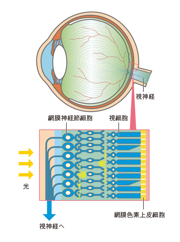 視細胞と視神経